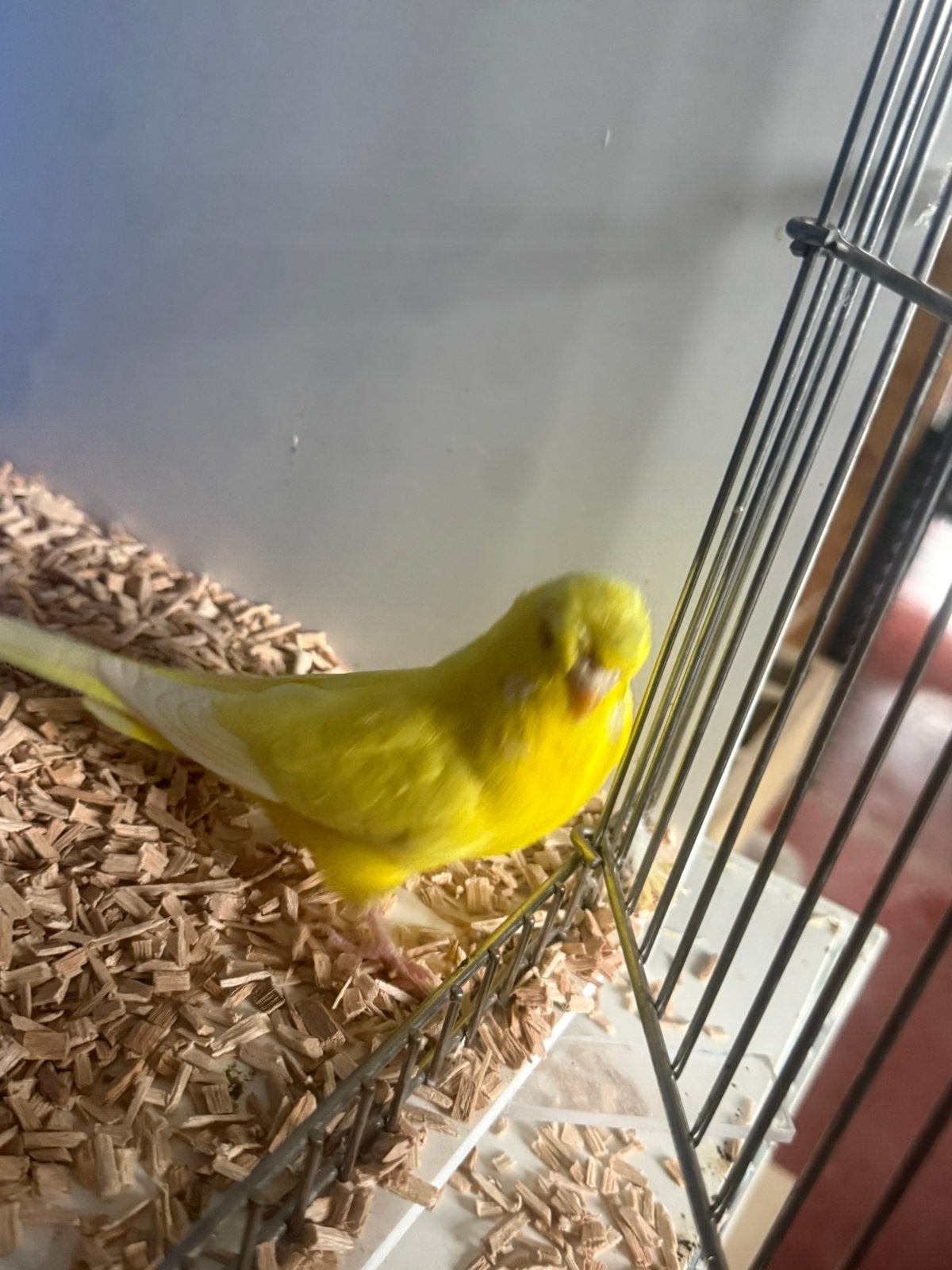 Engelse kuifgrasparkieten, Dieren en Toebehoren