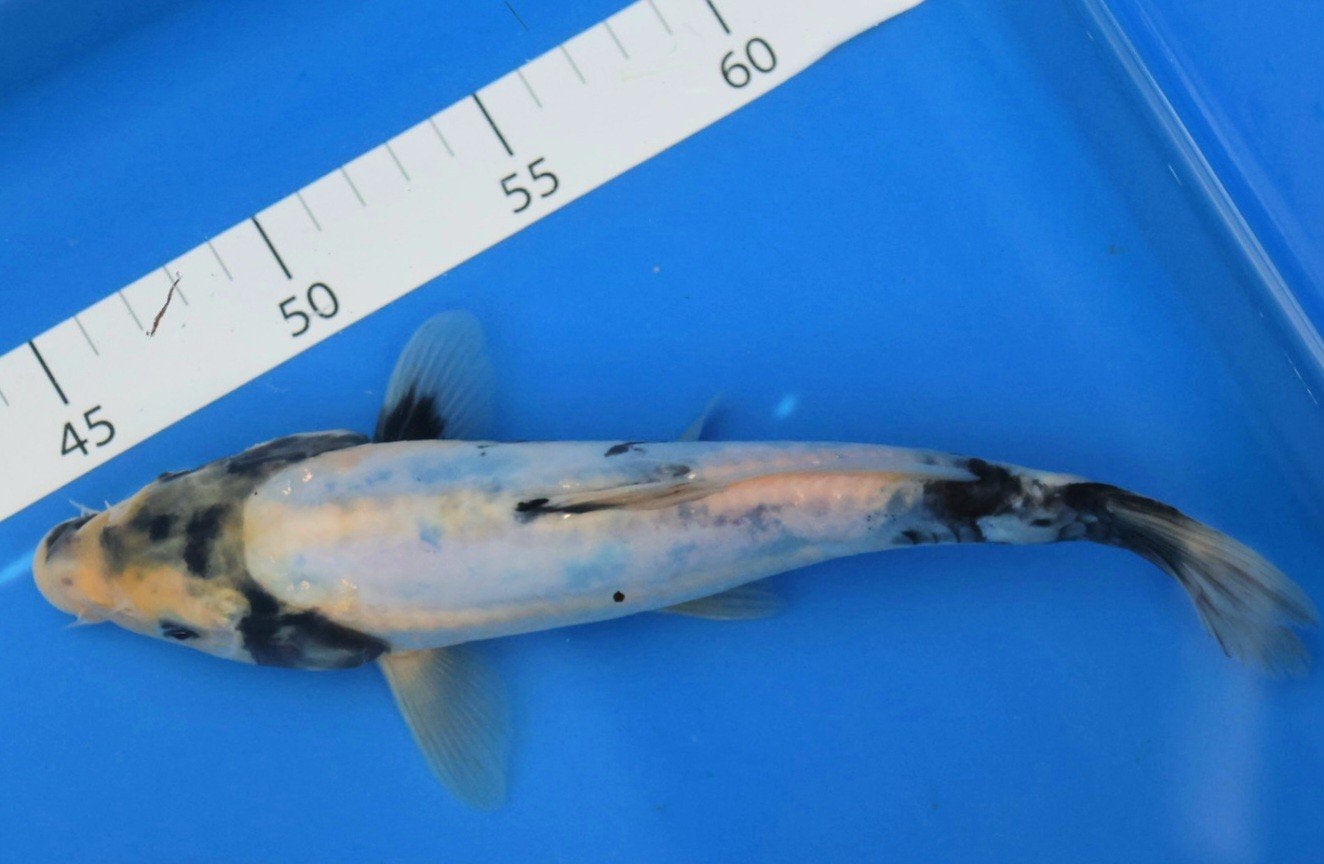 koi, Dieren en Toebehoren