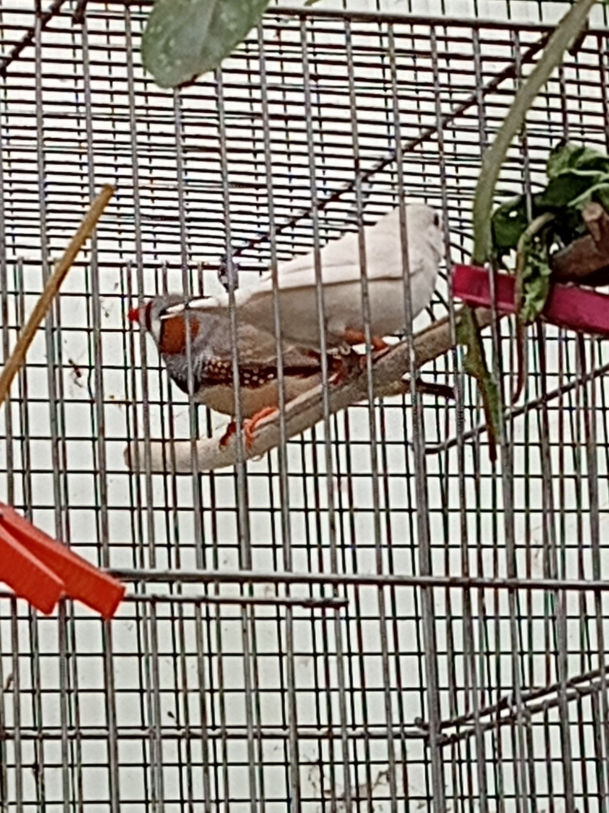 koppel zebravinken