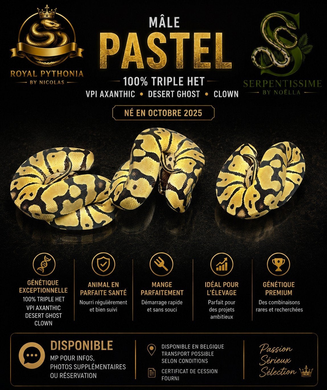 Pastel triple het !, Animaux & Accessoires, Enlèvement