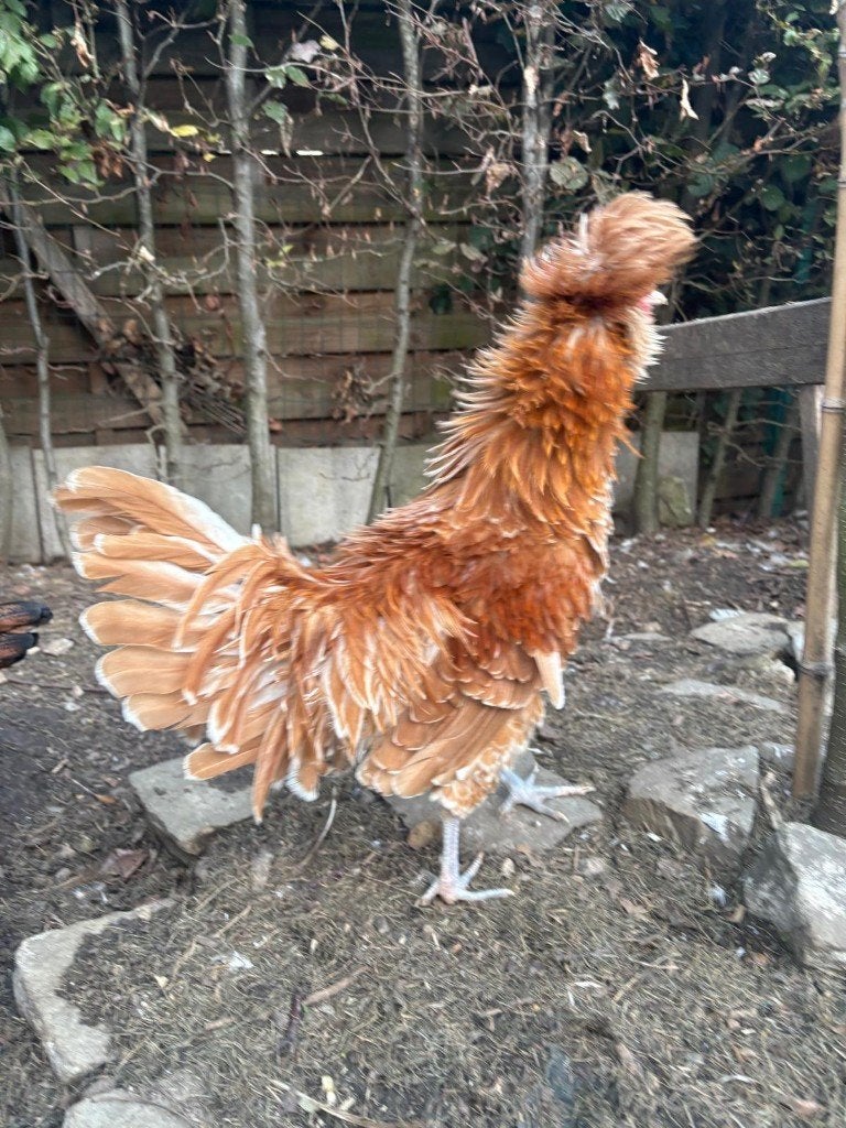 Gratis Haan, Dieren en Toebehoren, Mannelijk, Kip