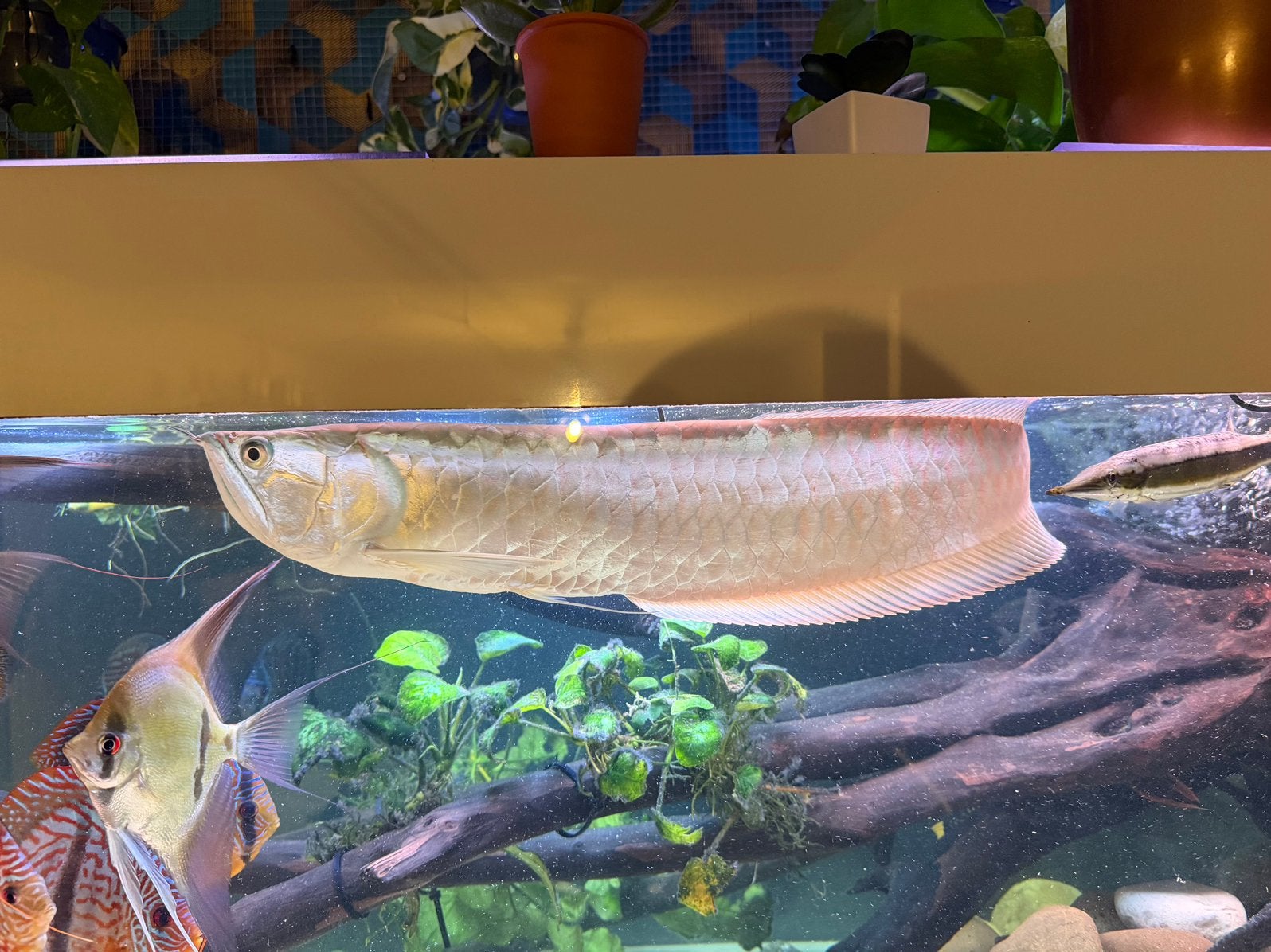 Arowana silver, Dieren en Toebehoren, Vis, Zoetwatervis