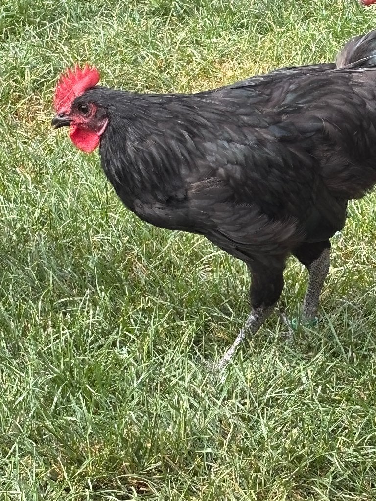 Barbezieux, jeunes animaux de 2026 : 4 coqs et 15 poules, Plusieurs animaux, Poule ou poulet