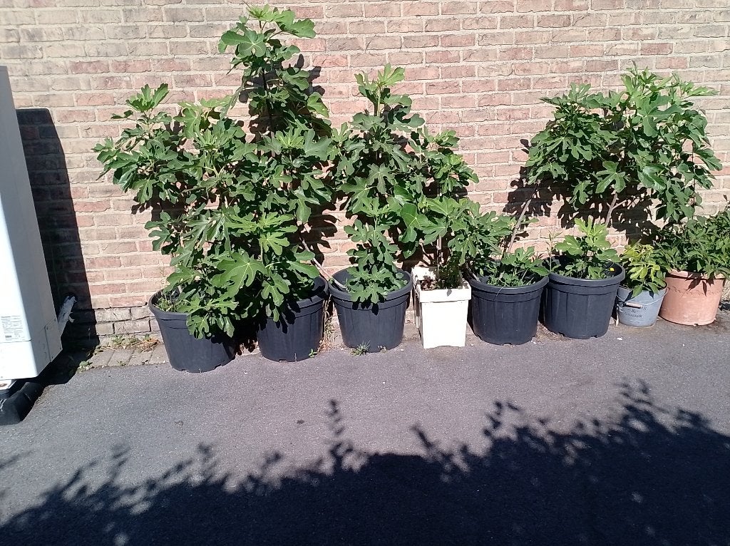 beaux figuiers sans nom, Jardin & Terrasse, Plantes | Arbres fruitiers, Figuier, Été, En pot, Plein soleil