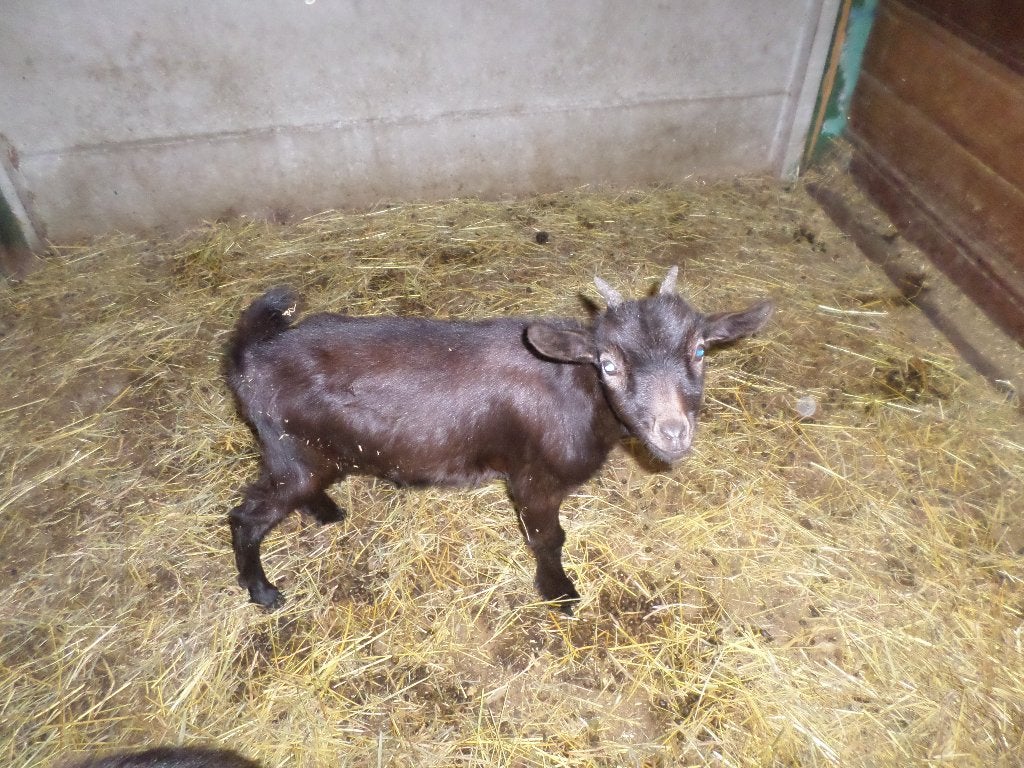 dwerggeitje, Dieren en Toebehoren