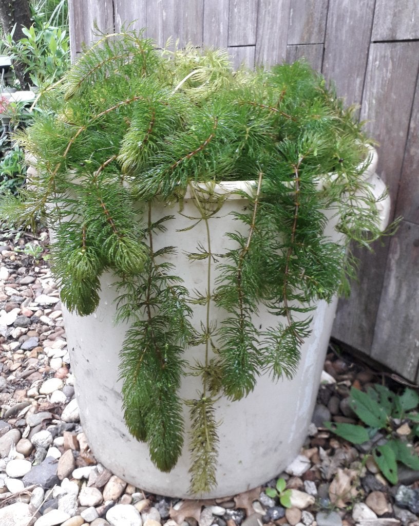 Vijverplanten - Zuurstofplanten - Hoornblad, Tuin en Terras, Ophalen