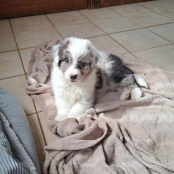 Lieve Australische herder pups op boerderij ouders aanwezig, Dieren en Toebehoren, Parvo, België, 8 tot 15 weken, Meerdere