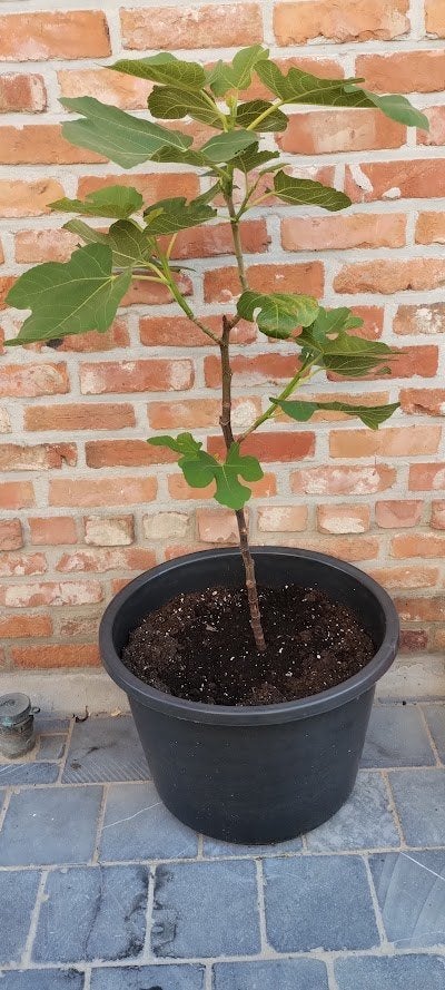vijgen, Ophalen, Volle zon, In pot, Vijgenboom