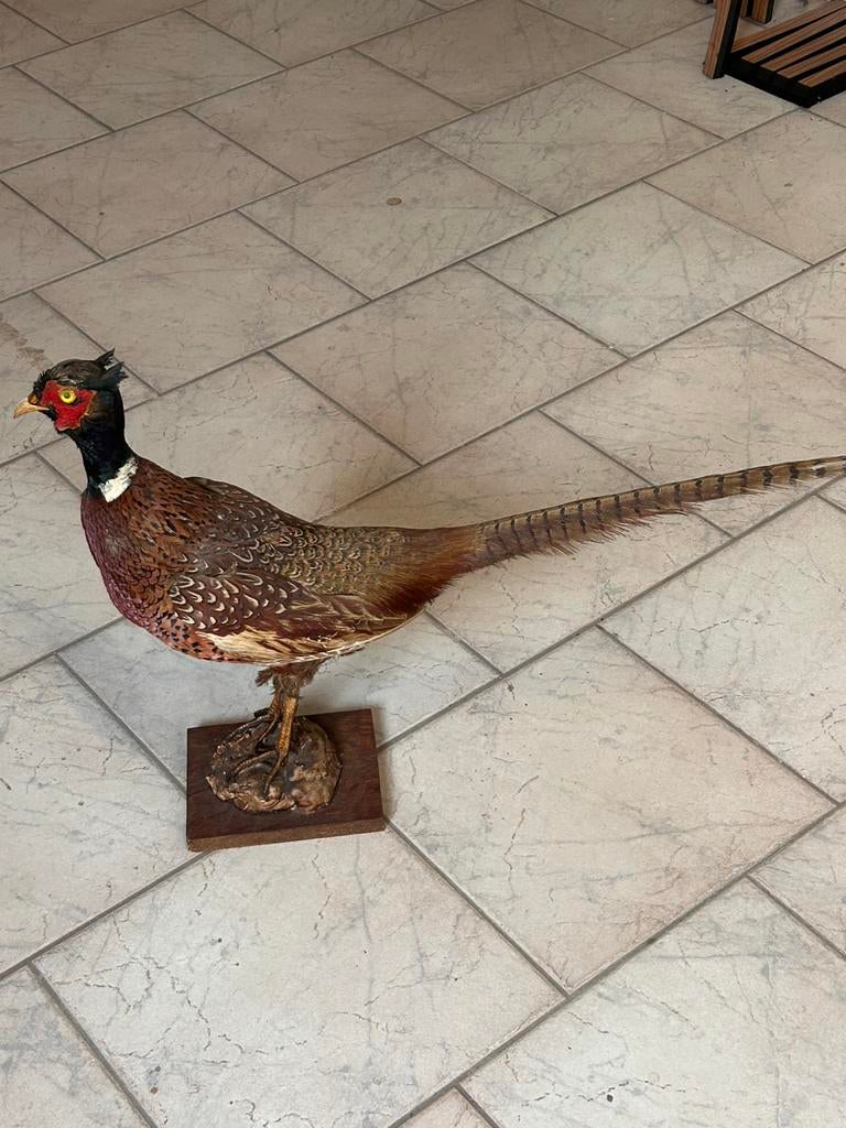 Fazant, Verzamelen, Ophalen, Zo goed als nieuw, Vogel, Opgezet dier