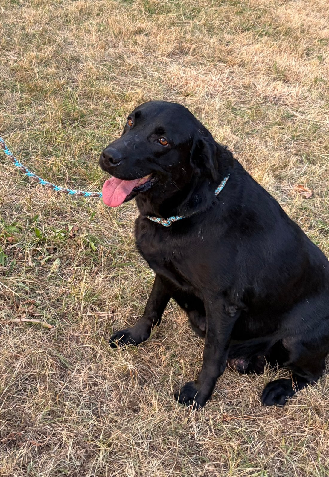Merveilleuse et douce femelle labrador, Animaux & Accessoires, Chienne, Belgique, Éleveur | Professionnel, Labrador retriever