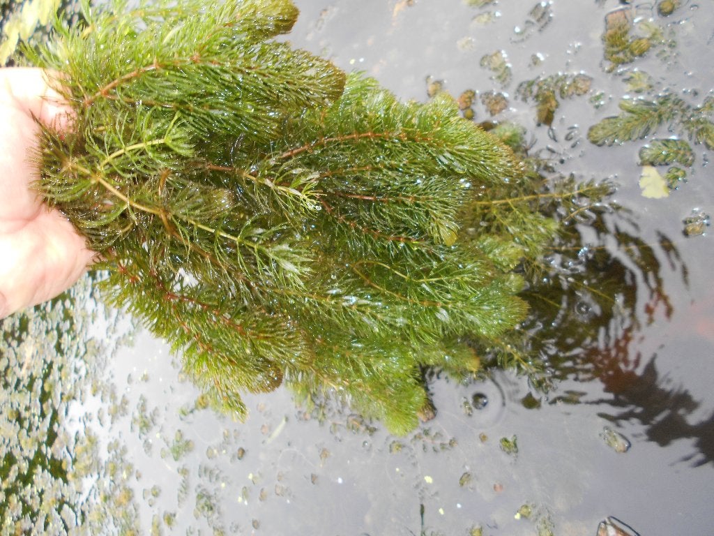 zurstofplanten