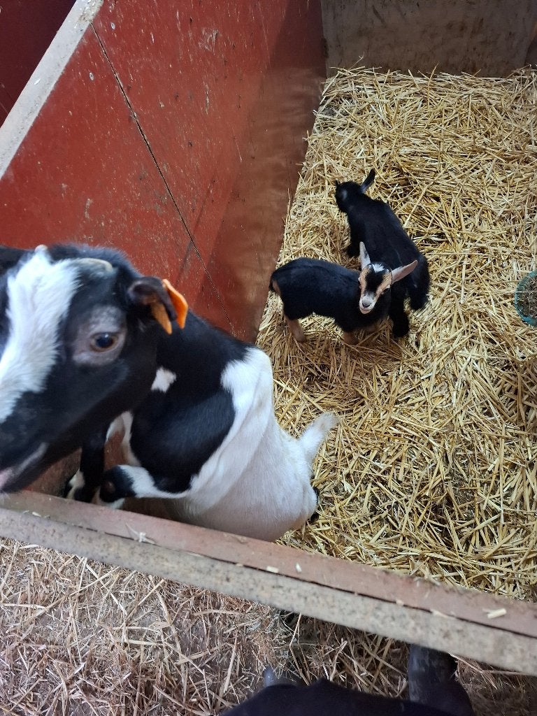 Dwerggeitjes, Dieren en Toebehoren, Meerdere dieren, Geit, 0 tot 2 jaar