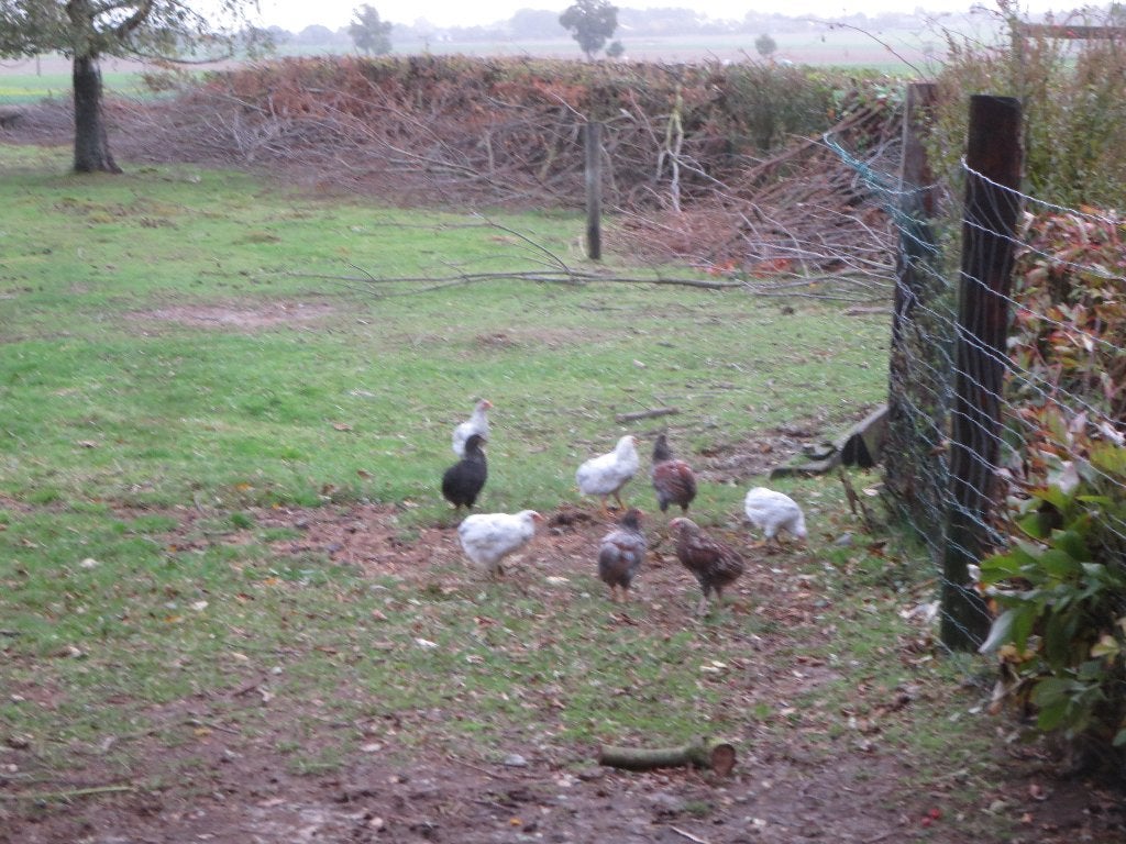 X araucana-kuikens zijn eind augustus uitgekomen, Dieren en Toebehoren, Kip