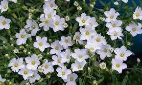 Arenaria Montana, Enlèvement, Plein soleil