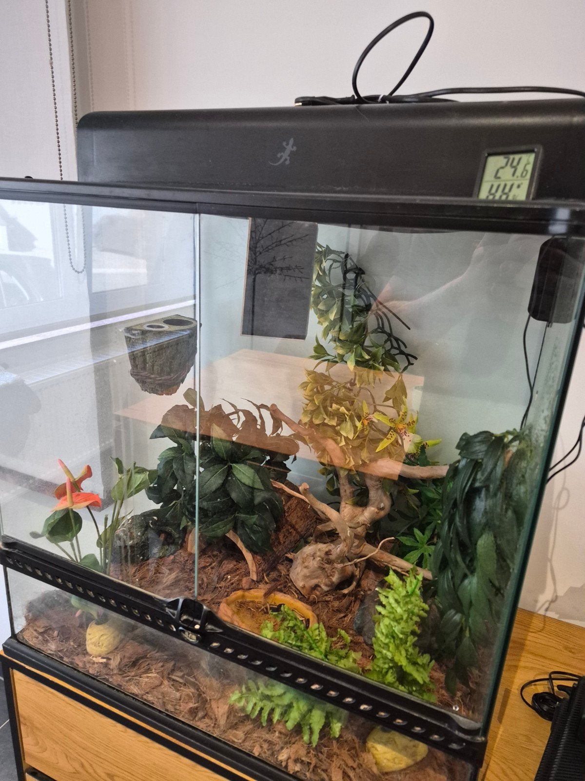 terrarium met mannetje en vrouwtje wimpergekkos plus benodig, Ophalen