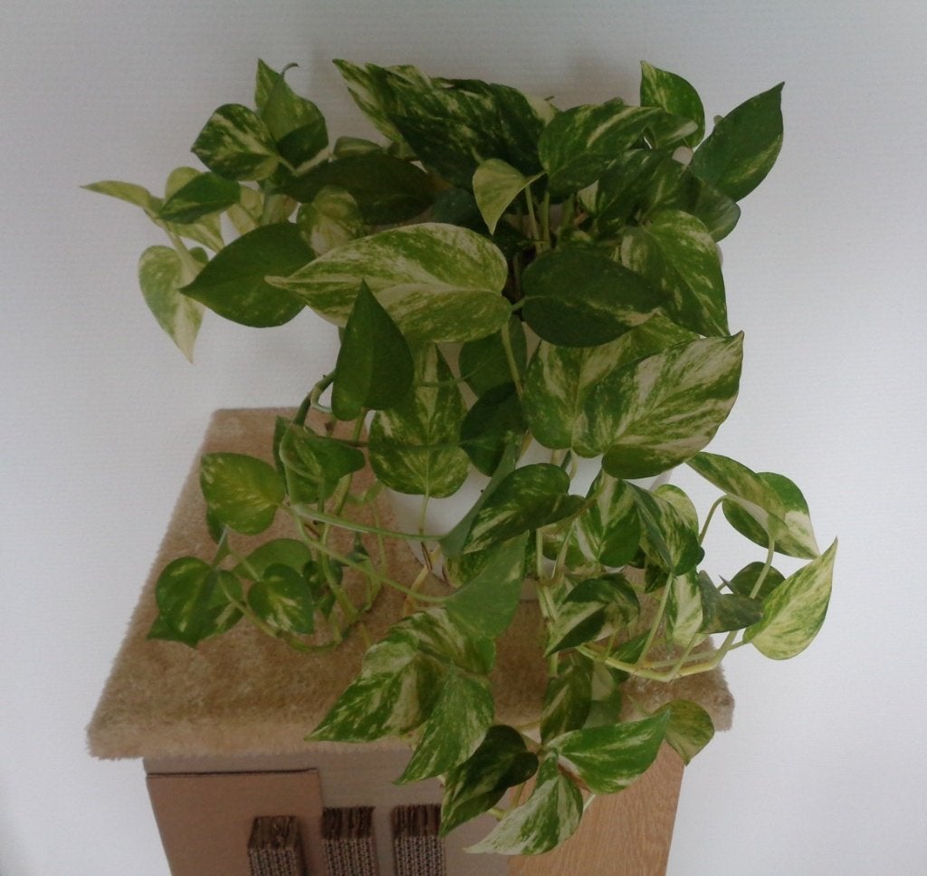 Epipremnum Pinnatum, Aureum., Huis en Inrichting, Ophalen, Overige soorten, Halfschaduw, In pot