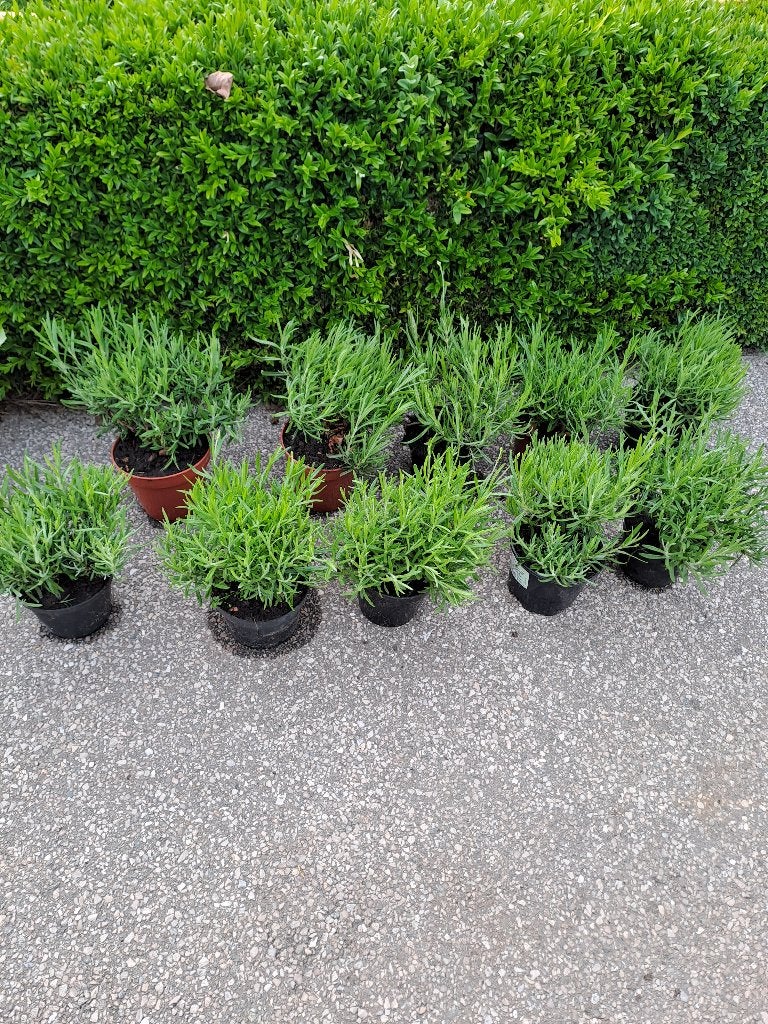 ik heb nog +- 130 mooie lavendel planten, Volle zon, Vaste plant, Zomer, Ophalen