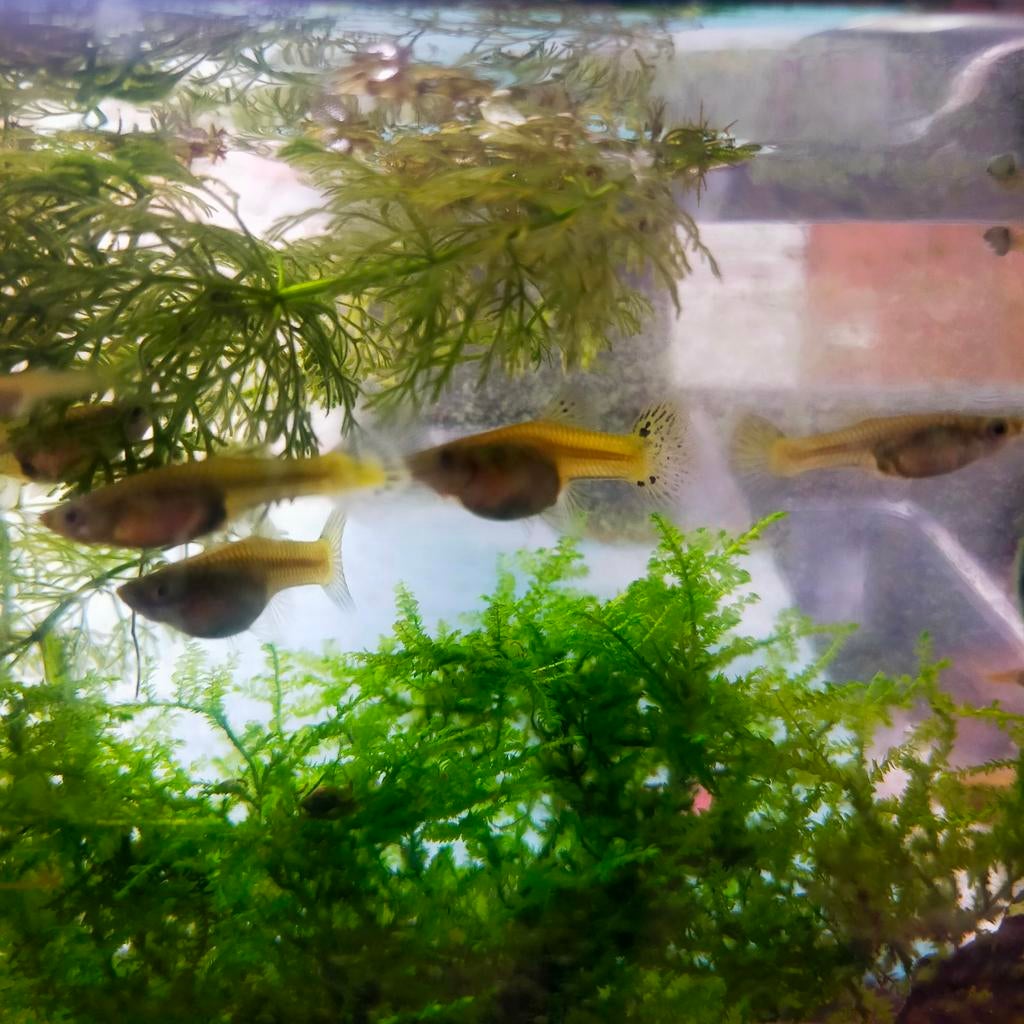 Gratis Guppy vrouwtjes snakeskin yellow, Dieren en Toebehoren