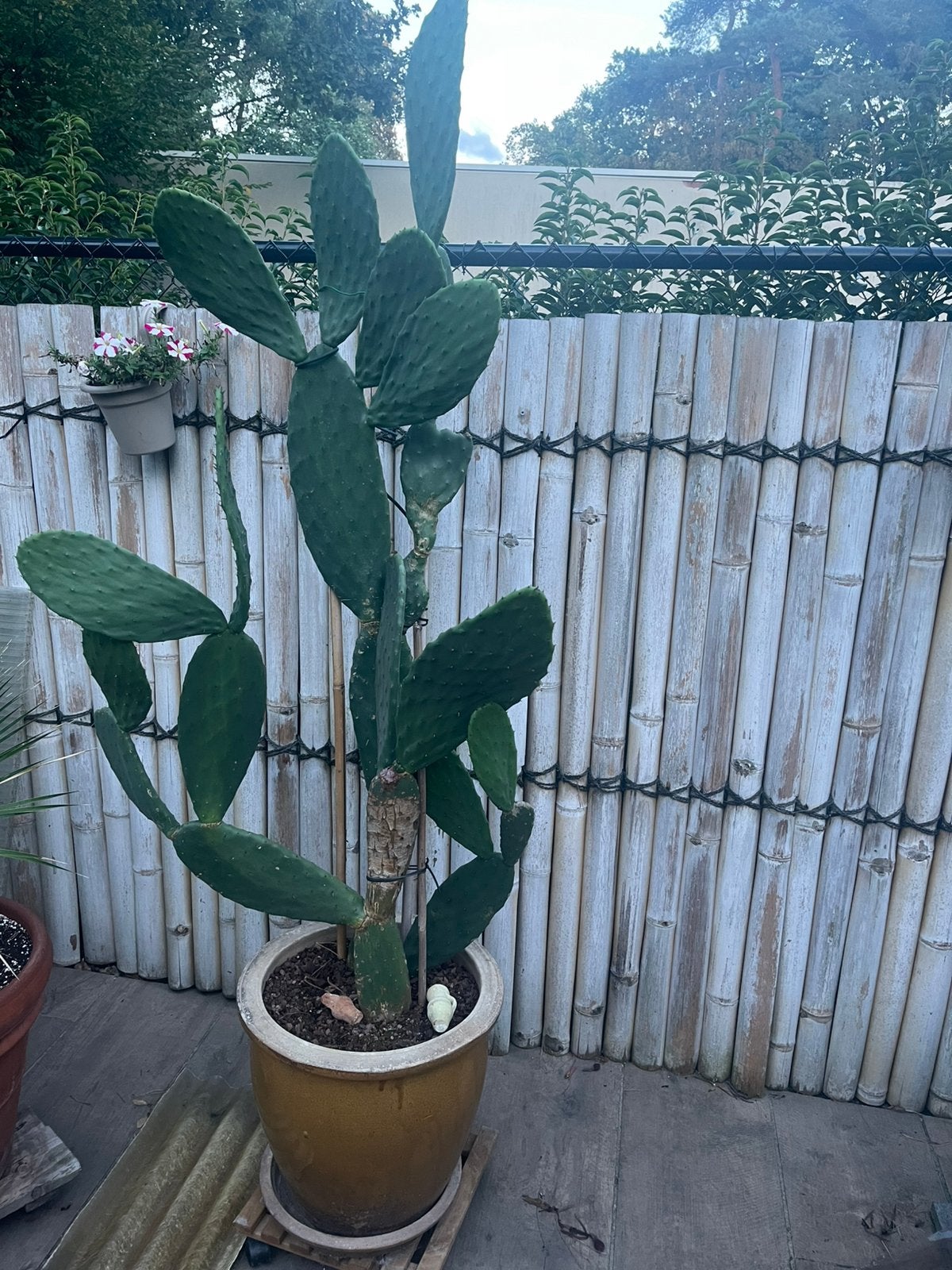 Cactus, Ophalen