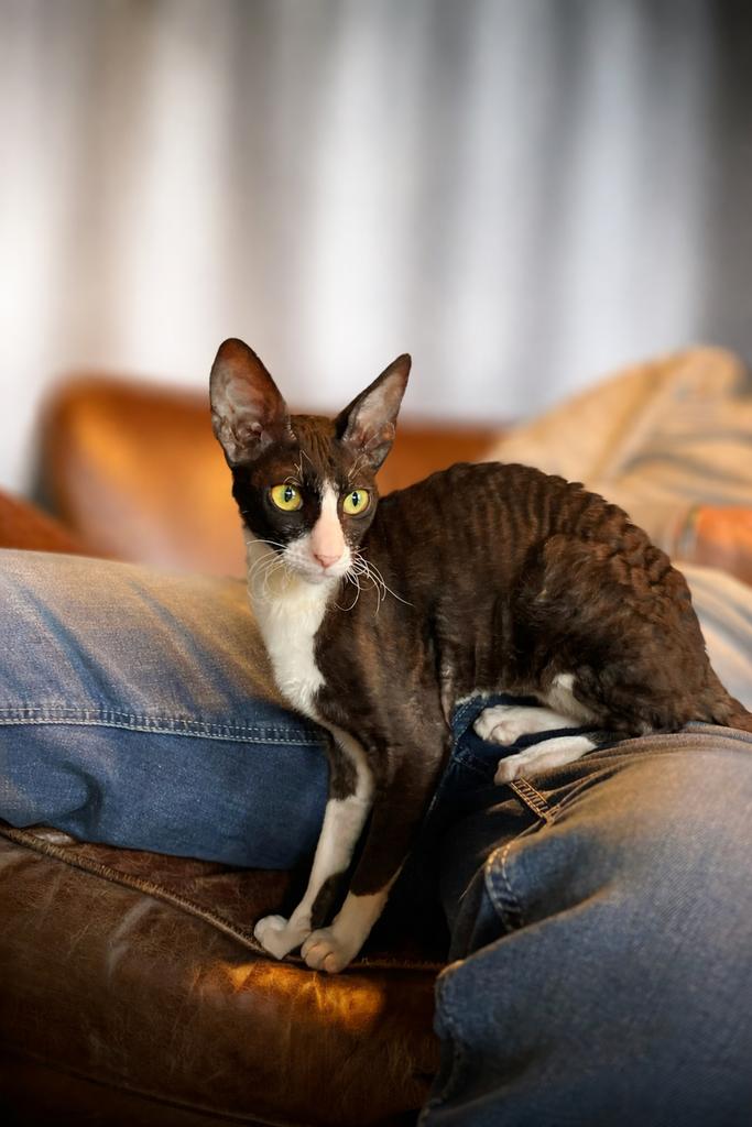 Nestje Cornish Rexjes verwacht begin mei 2026, Meerdere dieren, Gechipt, 0 tot 2 jaar