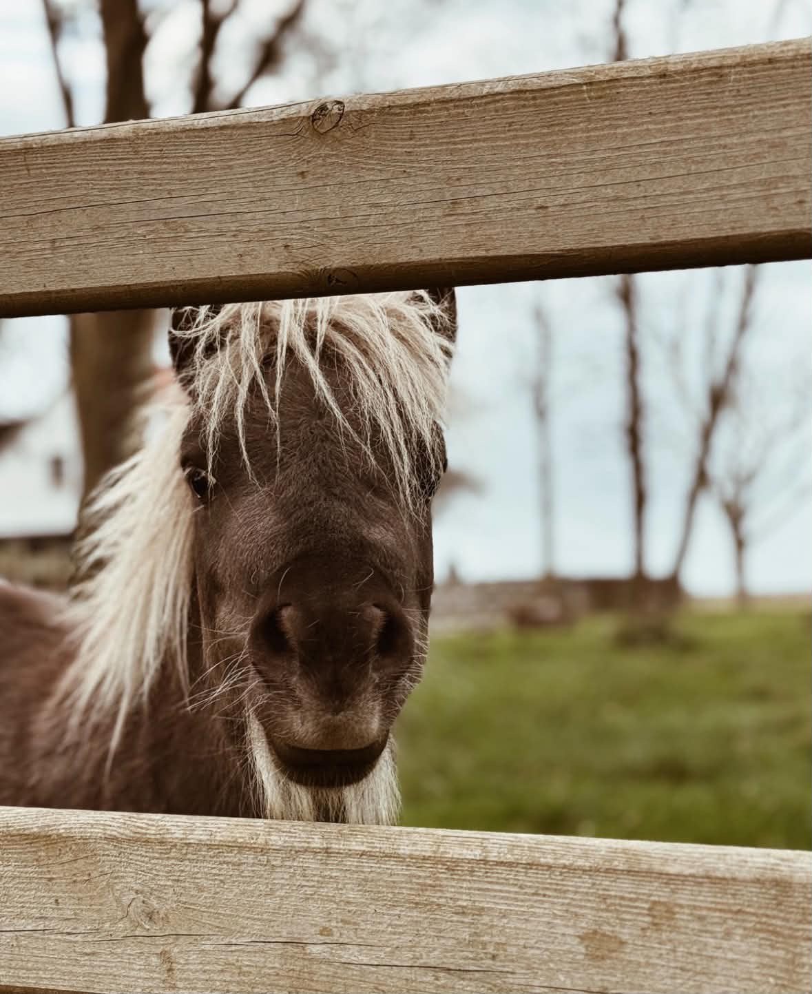 Pony te koop, September, Mannelijk