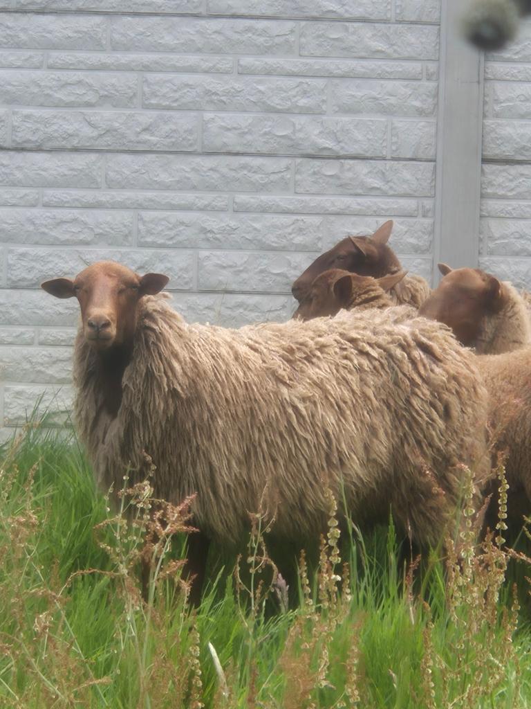 Bok 14 maanden oud 400€