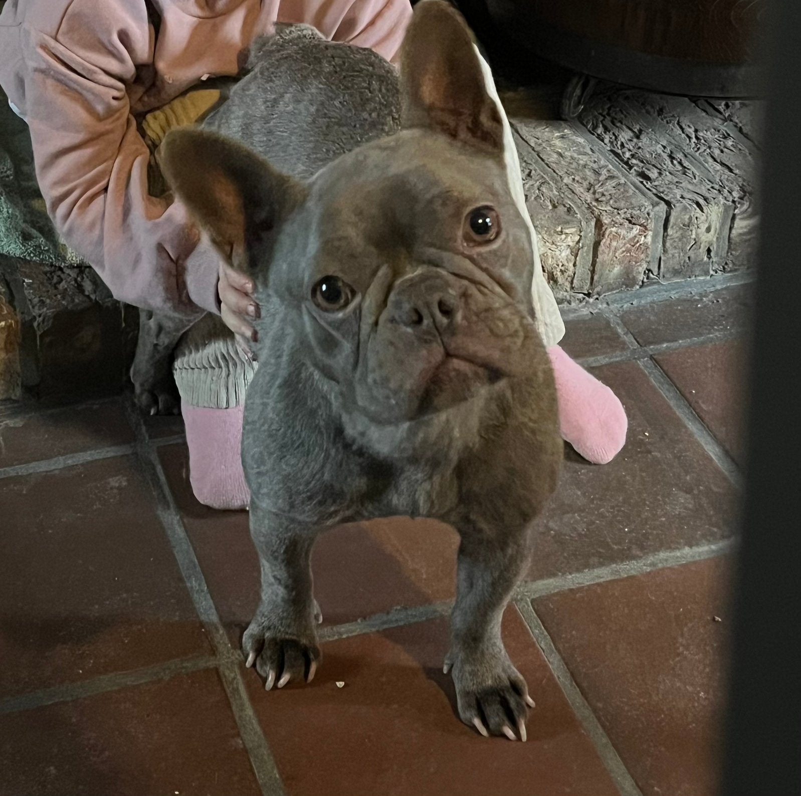 Franse bulldog, Ophalen