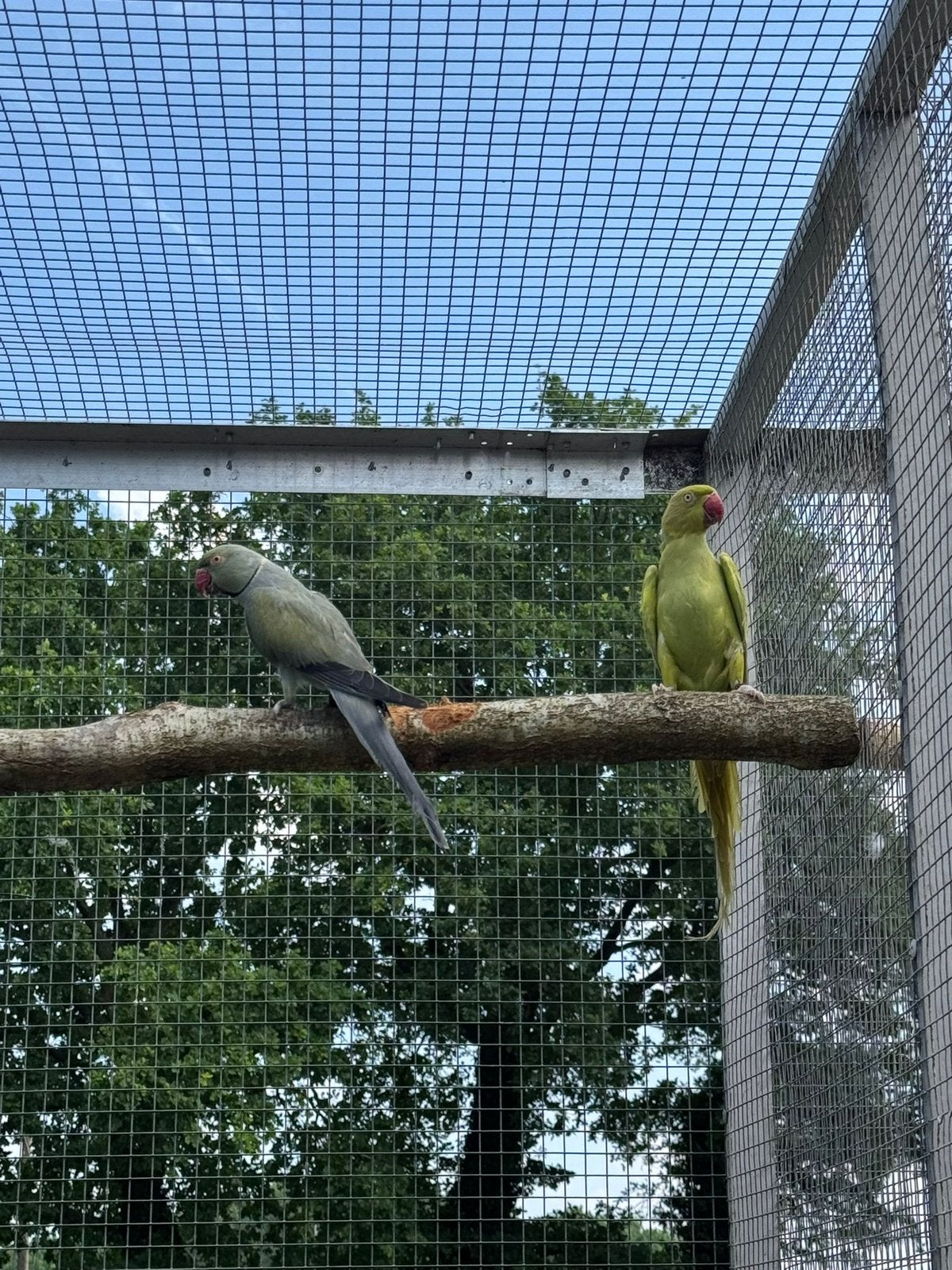 Kweekkoppel halsbandparkieten mauve x gezoomd, Bagué