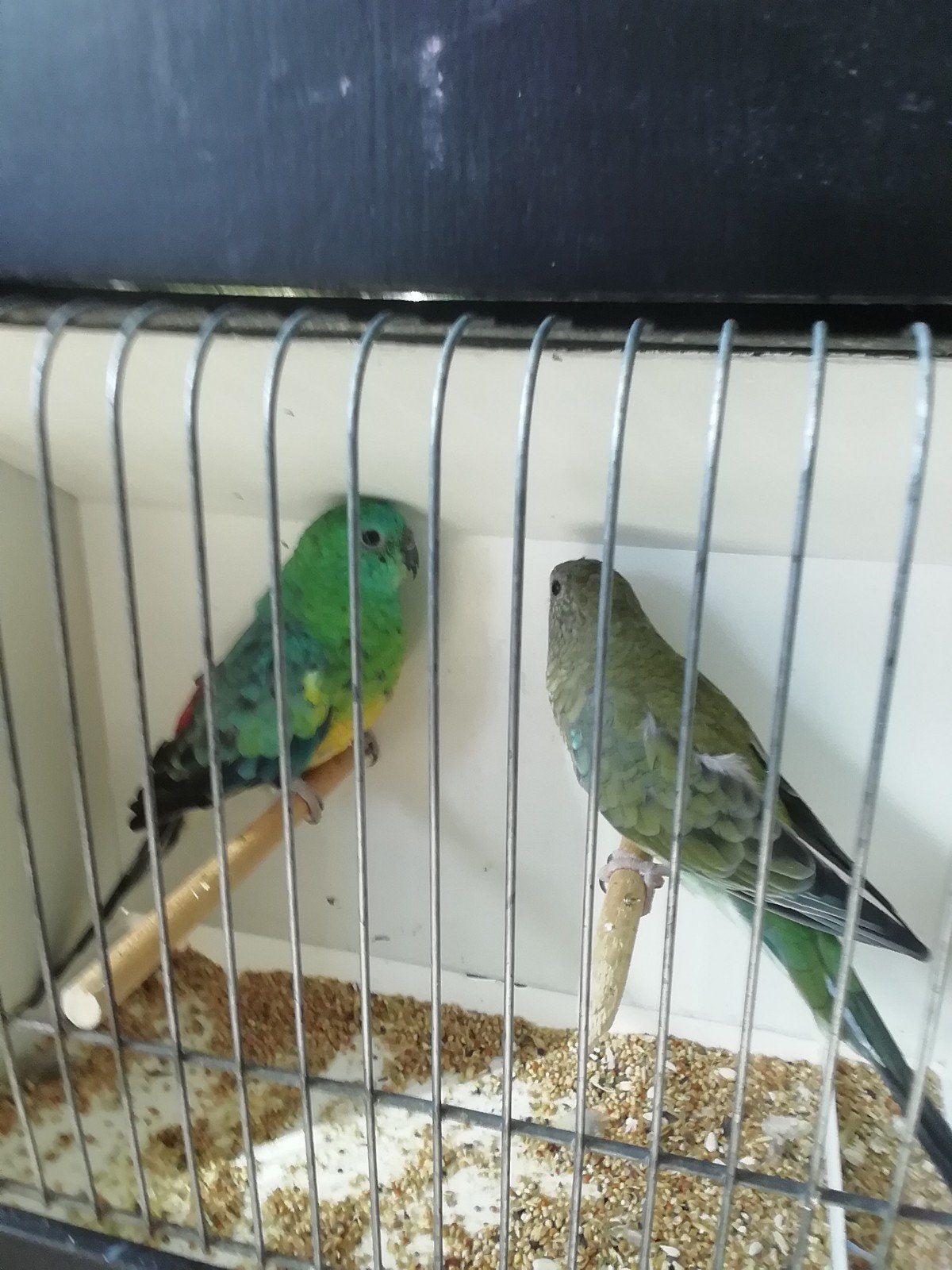 roodruggen, Dieren en Toebehoren, Vogels | Parkieten en Papegaaien