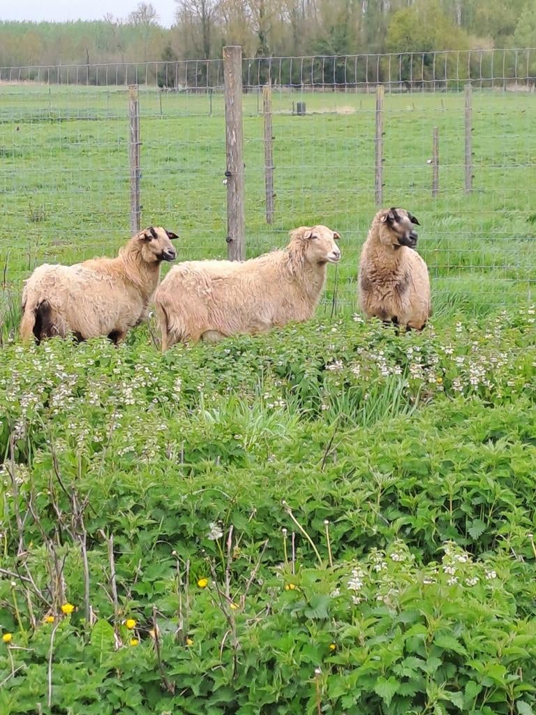 Zelfruiende ooien, Vrouwelijk, Schaap, 3 tot 5 jaar