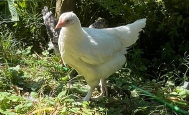 Witte mechelse koekoek hennen half was, Dieren en Toebehoren, Pluimvee