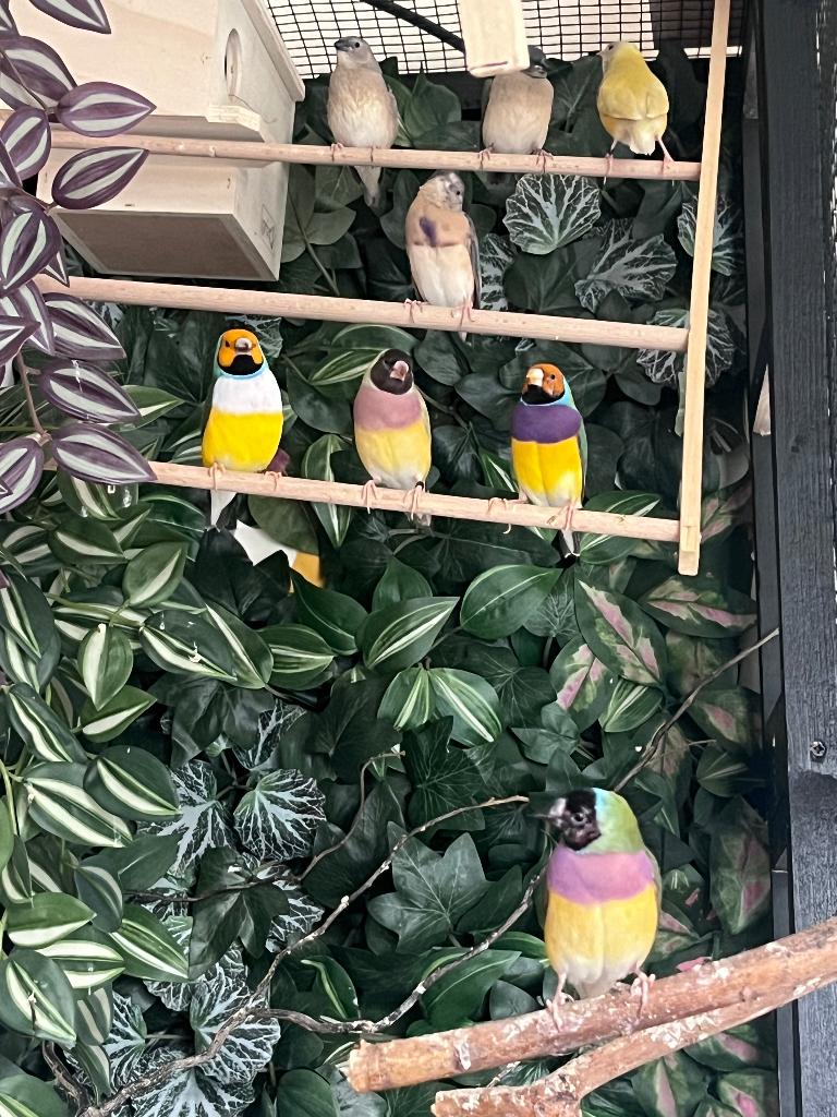 Gouldamadines