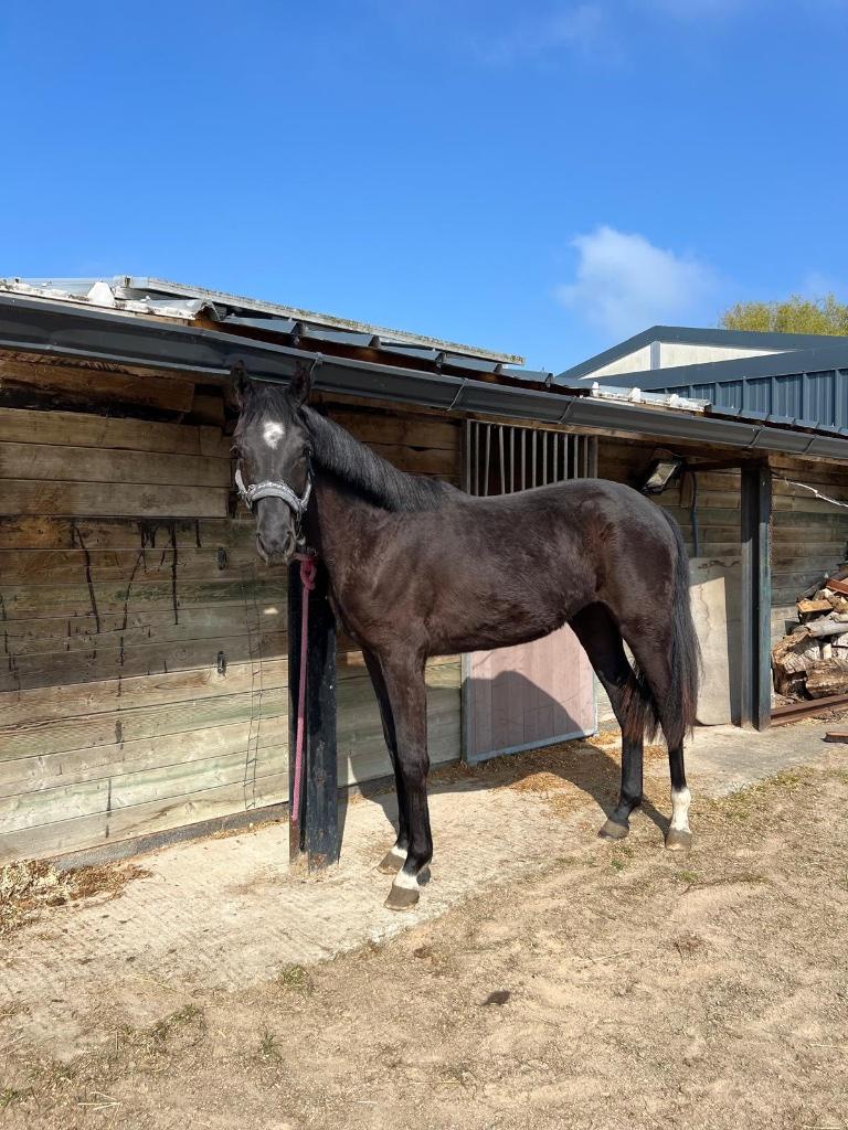 Dieren, Merrie, Met stamboom, Dressuurpaard, 0 tot 2 jaar