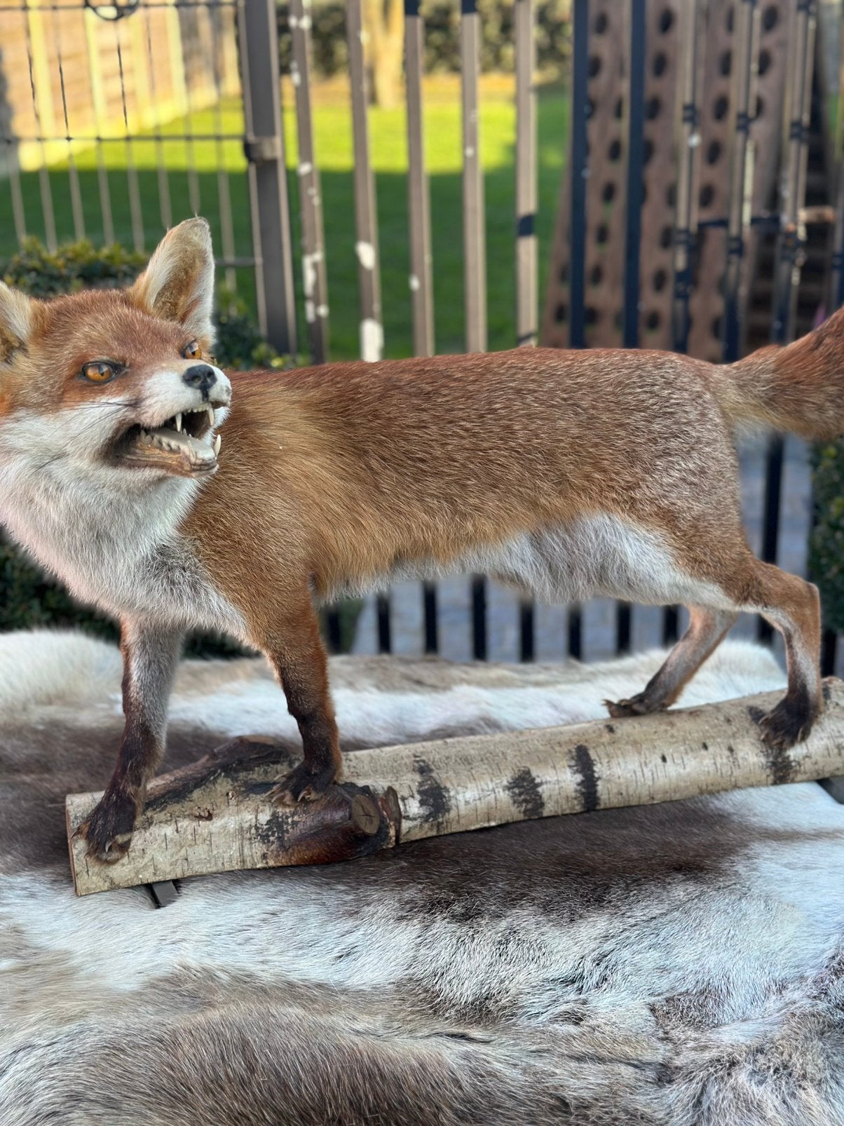 Vos opgezette zeer proper taxidermie, Enlèvement