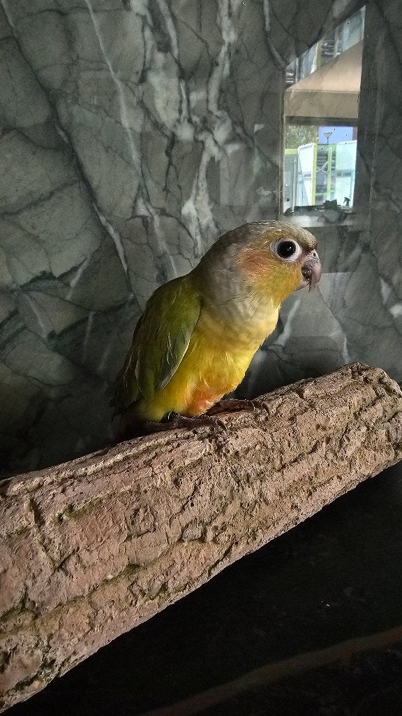 Mooie zachtaardige tamme pyrrhura, Dieren en Toebehoren, Meerdere dieren, Parkiet, Tam