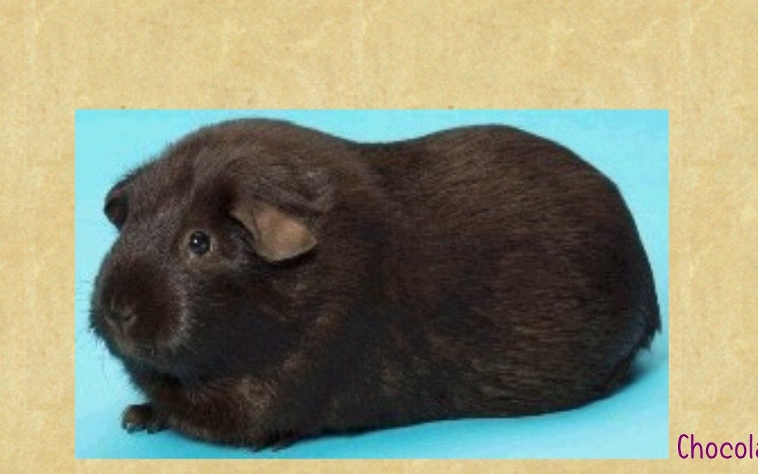 gezocht gladhaar cavia zeugje choco kleur lees beschrijving, Dieren en Toebehoren, November, Vrouwelijk, Cavia
