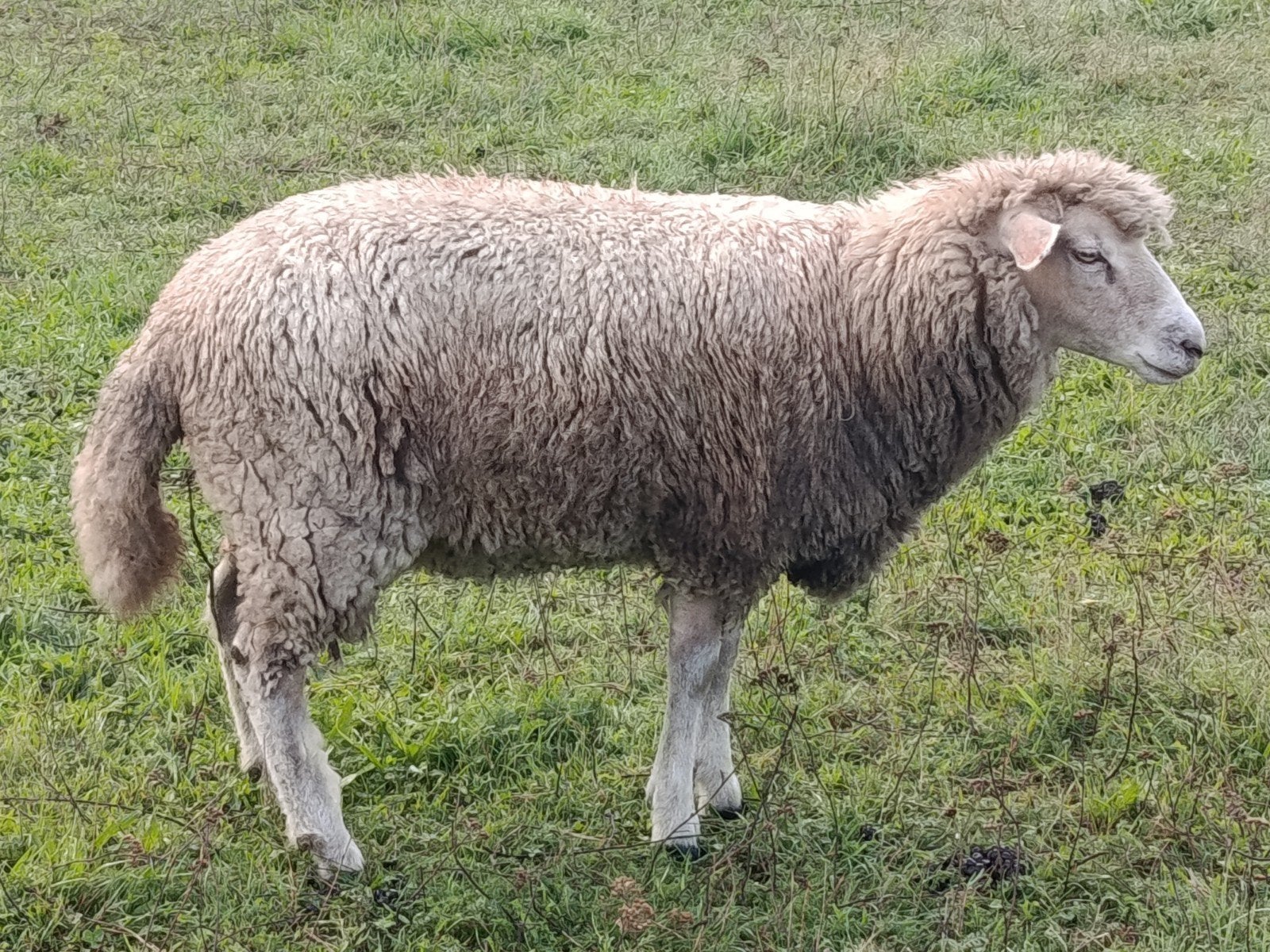 jonge ooi, pol dorset, Dieren en Toebehoren, Vrouwelijk