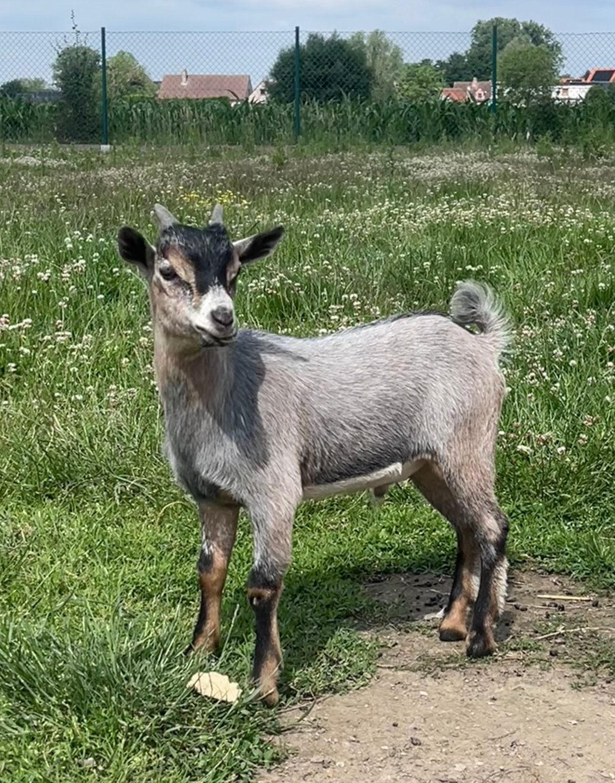 Dwerggeit  2 boklammers blauw en bruinschimmel, Dieren en Toebehoren, Schapen, Geiten en Varkens, Mannelijk, Geit, 0 tot 2 jaar