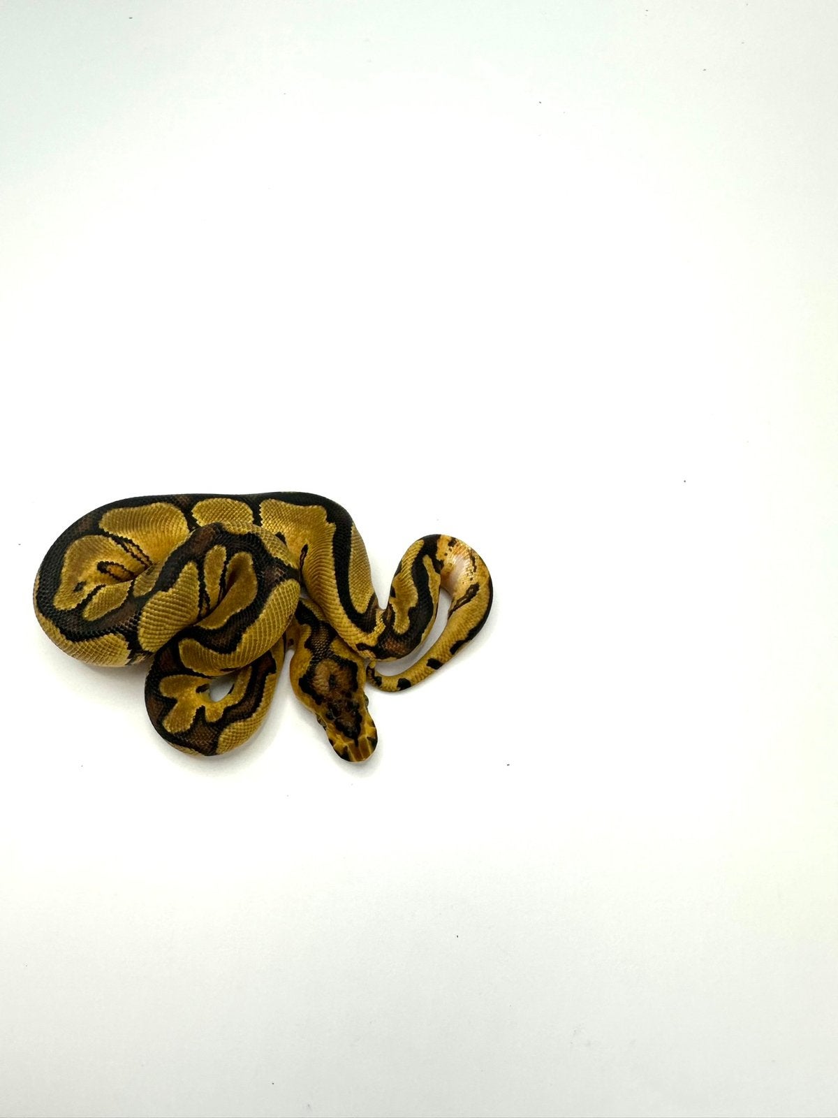 Diverse Python regius - koningspythons Ball Python - male for sale from MG