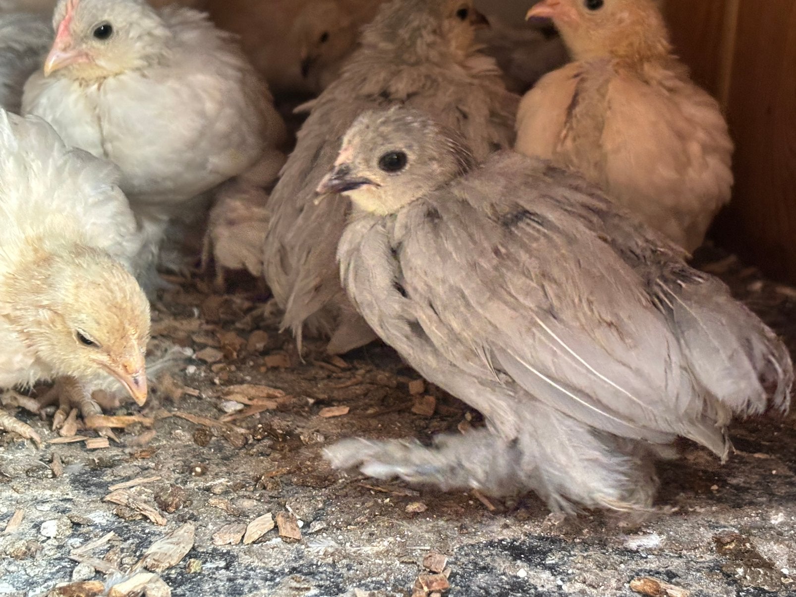 Ukkelse en everbergse baardkrielen kuikens, Dieren en Toebehoren, Pluimvee, Meerdere dieren, Kip