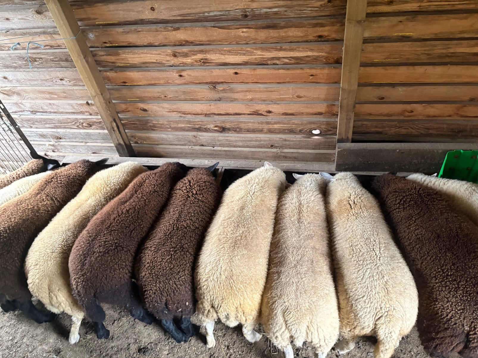 Agneaux males et femelles, Animaux & Accessoires, Moutons, Chèvres & Cochons
