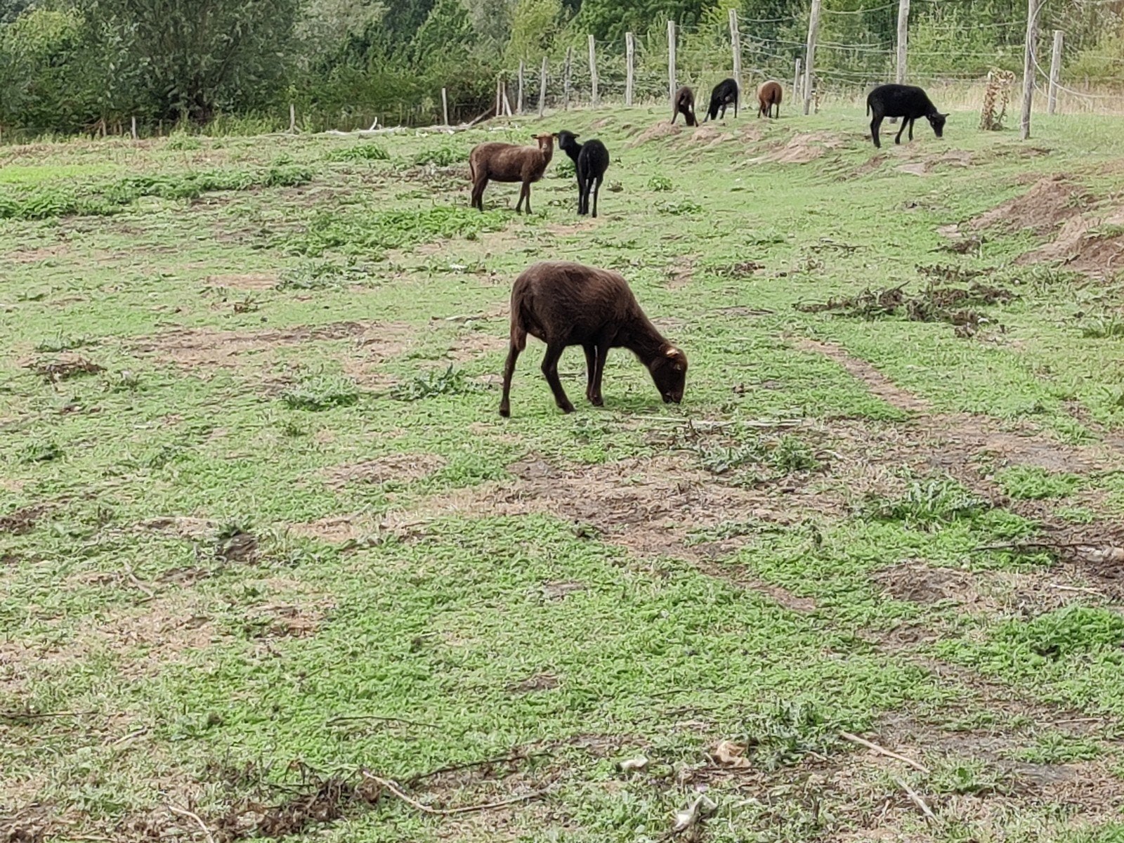 Ouessant ooien, Dieren en Toebehoren