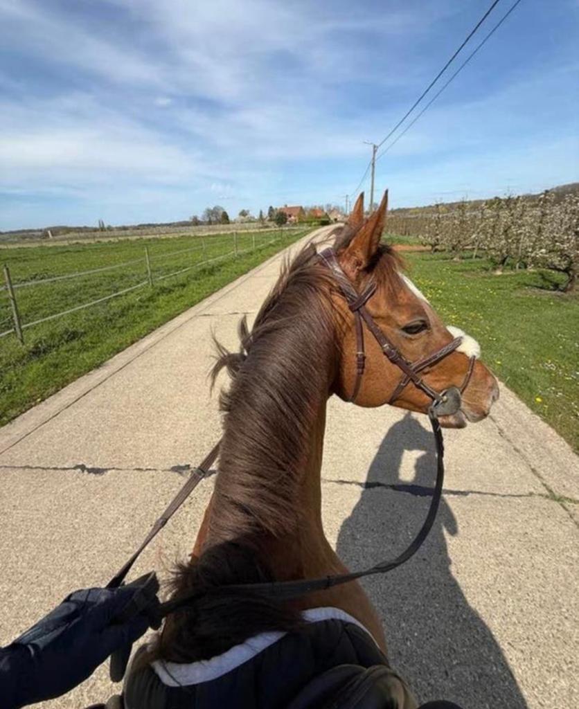 Lieve 9 jarige ruin, Dieren en Toebehoren, Paarden, Ruin, Zadelmak, Minder dan 160 cm, 7 tot 10 jaar, Recreatiepaard, Met stamboom