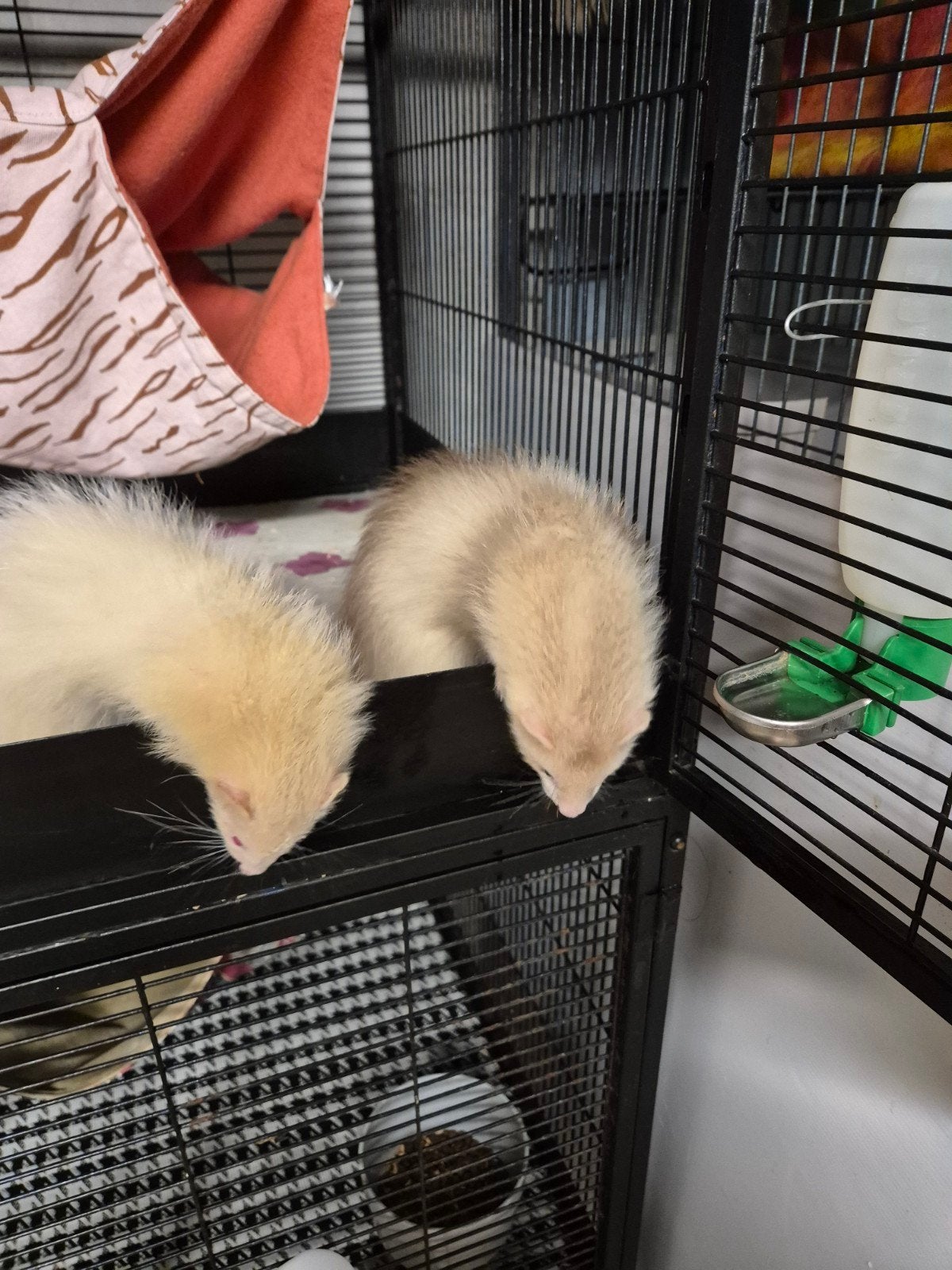 fretten, Dieren en Toebehoren, Mei, Vrouwelijk