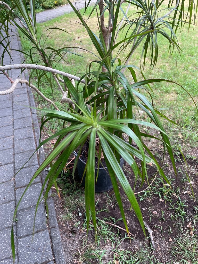 Kamerplant groot, En pot, 150 à 200 cm, Enlèvement, Plante verte
