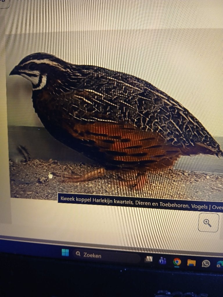 Harlekijn kwartels, Meerdere dieren, Overige soorten