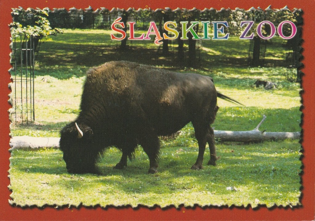 BIZON  in  SLASKIE  ZOO, Verzamelen, Ophalen of Verzenden, Ongelopen, Wild dier