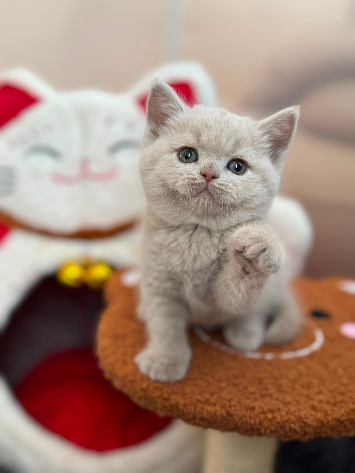 British shorthair, Plusieurs animaux, Avec pedigree, 0 à 2 ans