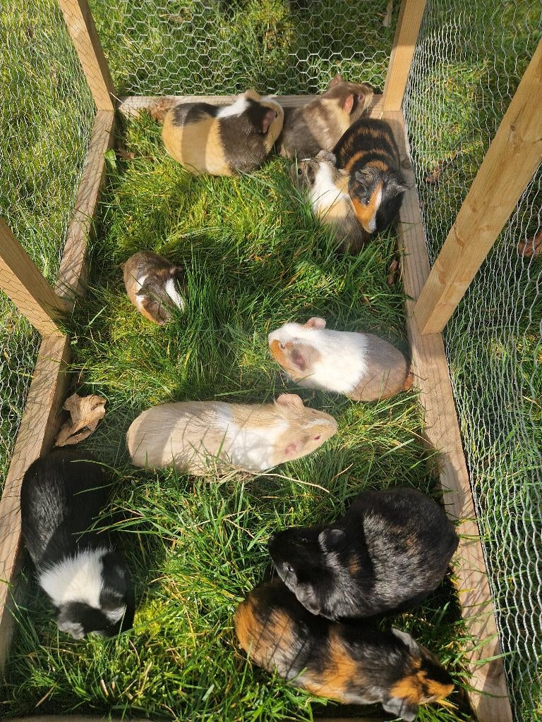Cavia, Avril, Plusieurs animaux, Cobaye