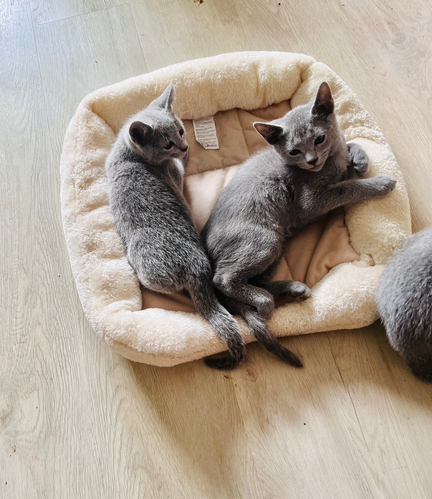 Blauwe rus kittens, Poes, Met stamboom, 0 tot 2 jaar